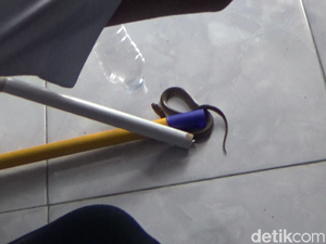 Ular Kobra Teror Kantor BNN Lumajang
