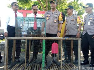 Jual-Beli Alap-alap Via Online, Pria Banjarnegara Ditangkap