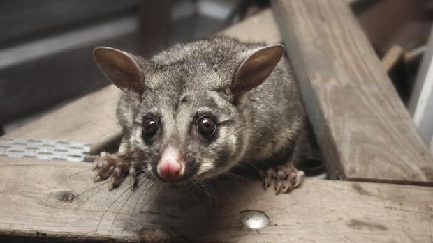 Opossum opossum