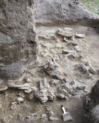 Fosil Hom erectus terakhir ditemukan di Jateng