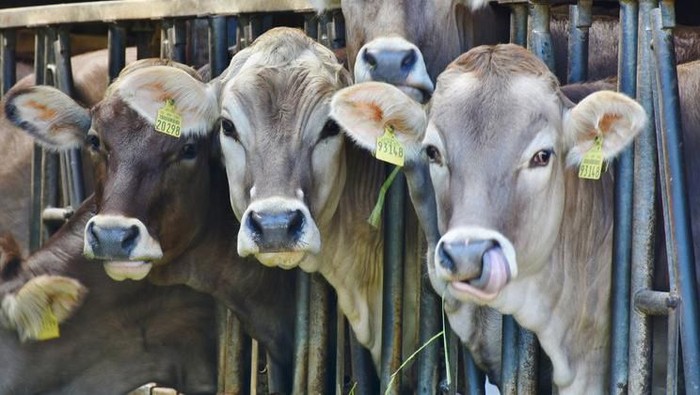 tradisi natal marbinda