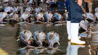 Melalui pelabuhan Kaatsura, wisatawan bisa berlayar untuk melihat paus di Lautan Pasifik. Selain itu di pelabuhan ini juga ada pasar ikan yang menjual tuna segar.  (iStock)