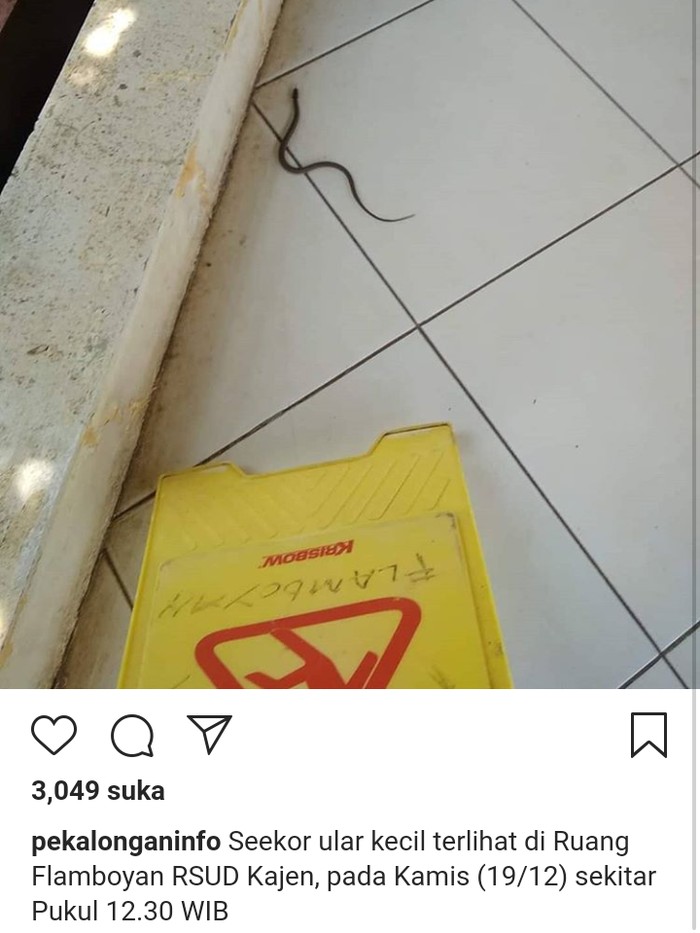 https://infojayaku16.blogspot.com/2019/12/hii-anakan-ular-muncul-di-rsud-kajen.html https://infojayaku16.blogspot.com/2019/12/hii-anakan-ular-muncul-di-rsud-kajen.html