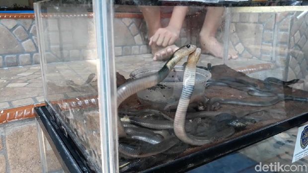 Ngeri! 31 Anak Kobra Ditemukan di Tumpukan Karpet Masjid Sukoharjo