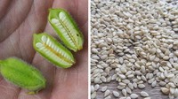 Wijen putih banyak dipakai dalam masakan Asia. Buliran wijen yang kecil ternyata memiliki tanaman asli yang cantik seperti ini. Tanaman wijen dapat tumbuh di cuaca panas dan kering. Foto: Brightside