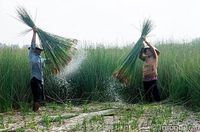 Selain Bambu, Kini Batang Rumput Diolah Jadi Sedotan Ramah Lingkungan