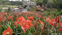 Traveler bisa dengan tenang menjelajahi kebun bunga cantik ini tanpa harus berdesakan dengan pengunjung lainnya (Pradito/detikcom)