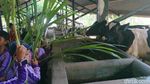 Foto: Liburan Akhir Tahun Seru di Kampung Susu