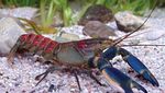 Warna-warni dan Mengilap, Ini Lobster Cantik dengan Harga Selangit
