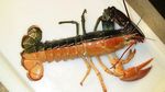 Warna-warni dan Mengilap, Ini Lobster Cantik dengan Harga Selangit