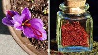 Dijuluki sebagai rempah termahal di dunia, inilah saffron. Asalnya dari bunga cantik berwarna ungu, namun bagian yang diambil adalah benang sari merahnya. Foto: Brightside