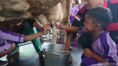 Foto: Liburan Akhir Tahun Seru di Kampung Susu
