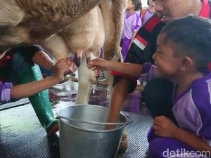 Liburan Akhir Tahun ke Kampung Susu Tulungagung Yuk