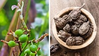 Kapulaga dipakai dalam keadaan kering. Rempah dengan sebutan Queen of Spices ini berasal dari buah yang dikeringkan. Foto: Brightside