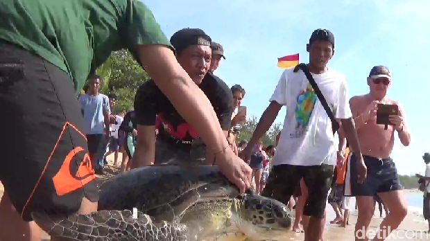Diselamatkan dari Kawasan Bakau, 6 Penyu Dilepas di Pantai Kuta