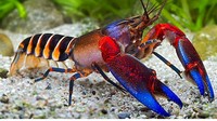 Tentu saja lobster dengan warna cantik ini termasuk spesies langka. Salah satu lobster yang terkenal yakni lobster Cherax Pulcher. Lobster ini ditemukan di perairan laut Papua. Foto: istimewa
