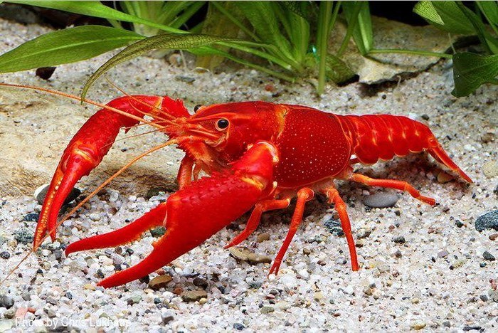 lobster cantik