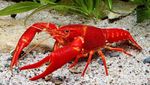 Warna-warni dan Mengilap, Ini Lobster Cantik dengan Harga Selangit