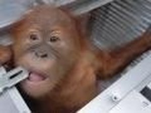 9 Bulan Trauma di Bali, Bon Bon Si Orang Utan Akhirnya Pulang ke Habitatnya