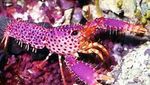 Warna-warni dan Mengilap, Ini Lobster Cantik dengan Harga Selangit
