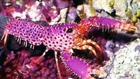 Lobster yang satu ini tampil nyentrik dengan warnanya yang pink cerah. Bagian tubuh lobster cantik ini dipenuhi bintik kemerahan dan serabut halus. Ukurannya yang kecil menjadikan lobster tampak menggemaskan. Foto: istimewa