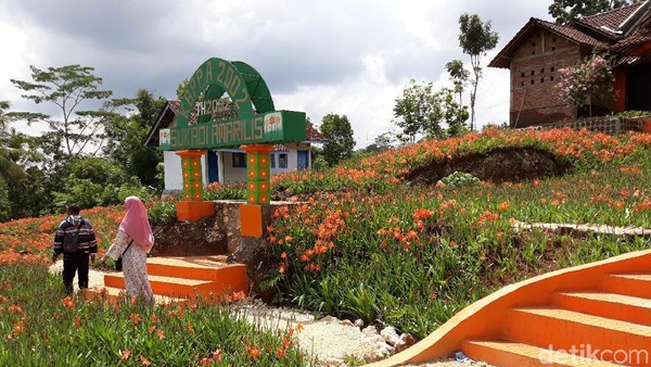 Pada saat awal bunga amarilis mekar, ada sekitar 1.000 orang pengunjung yang datang ke sini. Namun sekrang hanya tinggal ratusan orang saja (Pradito/detikcom) Pada saat awal bunga amarilis mekar, ada sekitar 1.000 orang pengunjung yang datang ke sini. Namun sekrang hanya tinggal ratusan orang saja (Pradito/detikcom)