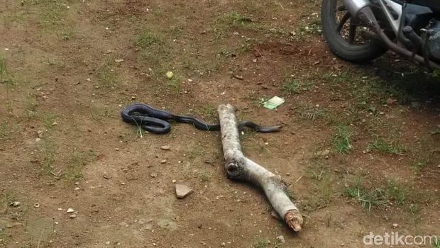 Ular Kobra Muncul, Bikin Kaget Warga di Lebak
