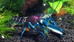 Warna-warni dan Mengilap, Ini Lobster Cantik dengan Harga Selangit