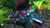 Pada umumnya, lobster memiliki warna alami cokelat atau abu-abu. Tapi ada juga aneka jenis lobster cantik yang warnanya seperti perhiasan. Kulit lobster yang cantik ini membuat harganya sangat mahal. Foto: istimewa