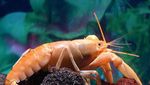 Warna-warni dan Mengilap, Ini Lobster Cantik dengan Harga Selangit
