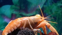 Lobster yang satu ini punya warna oranye di seluruh cangkangnya. Orang-orang menyebut lobster ini dengan sebutan Apricot Lobster. Foto: istimewa