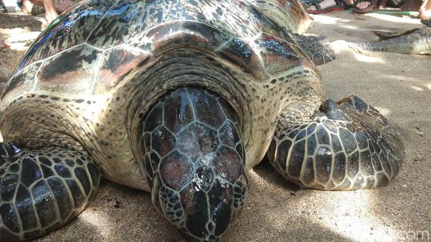 Diselamatkan dari Kawasan Bakau, 6 Penyu Dilepas di Pantai Kuta