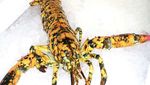 Warna-warni dan Mengilap, Ini Lobster Cantik dengan Harga Selangit