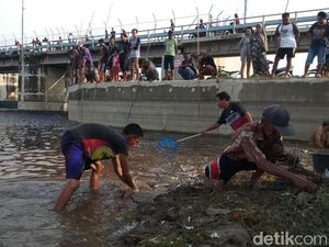 Musim Hujan Datang, Saatnya Warga Lamongan Ngumbo di Bengawan Solo