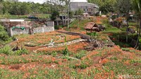 Kebun bunga amarilis ini tampak layu. Mekarnya pun tidak bersamaan. Awal mekarnya pada awal Desember, tapi hanya bertahan belasan hari saja (Pradito/detikcom)