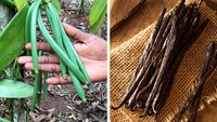 Vanilla yang sering kita lihat berupa batang berwarna kehitaman. Tapi aslinya vanilla merupakan tanaman berwarna hijau yang aslinya dari Amerika Tengah. Foto: Brightside