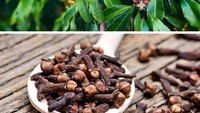 Inilah cengkeh yang harum aromatik. Cengkeh berupa bunga yang dikeringkan. Pohon cengkeh sendiri berbunga dua kali setahun. Foto: Brightside
