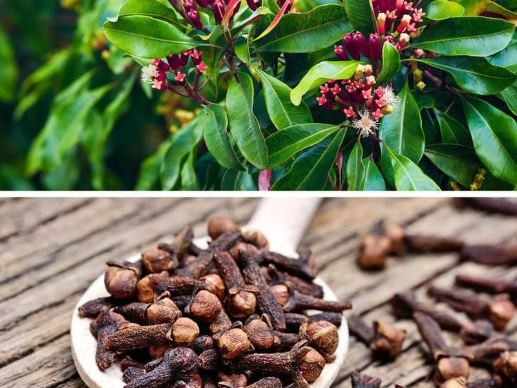 Tak Banyak yang Tahu, Ini Bentuk Wijen hingga Cengkeh Mentah