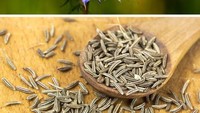 Di luar negeri, jinten dikenal dengan nama cumin. Rempah ini berasal dari biji bunga yang dikeringkan. Selain itu, daun muda jinten juga sering dipakai. Foto: Brightside