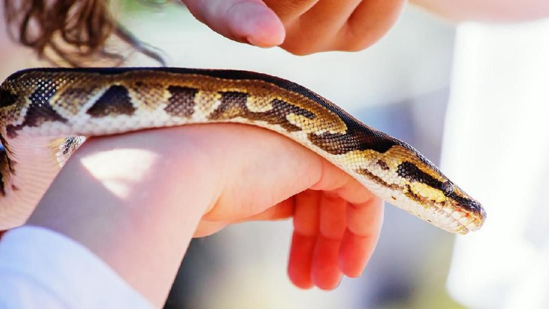 Child hand holding snake boa