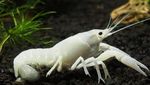 Warna-warni dan Mengilap, Ini Lobster Cantik dengan Harga Selangit