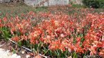 Foto: Kebun Bunga Amarilis Gunungkidul yang Tetap Menarik
