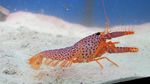 Warna-warni dan Mengilap, Ini Lobster Cantik dengan Harga Selangit