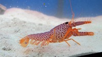 Lobster ini dikenal dengan sebutan Daums Reef Lobster, sebagian orang juga menyebutnya sebagai Barbie Lobster. Lobster mungil ini punya bintik merah di seluruh tubuhnya. Karena ukurannya kecil, biasanya lobster jadi hewan peliharaan. Foto: istimewa