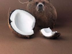 Editan Photoshop Unik Tapi Bikin Ngakak