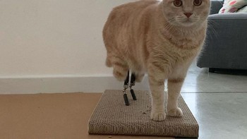 Kini Vito kembali seperti biasanya dengan kaki barunya. Foto: vituzzosuperstar via boredpanda