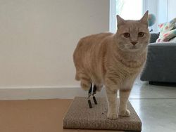Kecelakaan, Kucing Ini Pakai Kaki Bionik