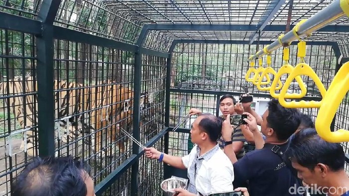 Pengalaman Seru Beri Makan Hewan Buas Di Taman Safari Mau Coba