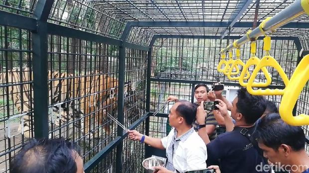 Pengalaman Seru Beri Makan Beruang dan Singa
