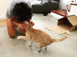 Kecelakaan, Kucing Ini Pakai Kaki Bionik